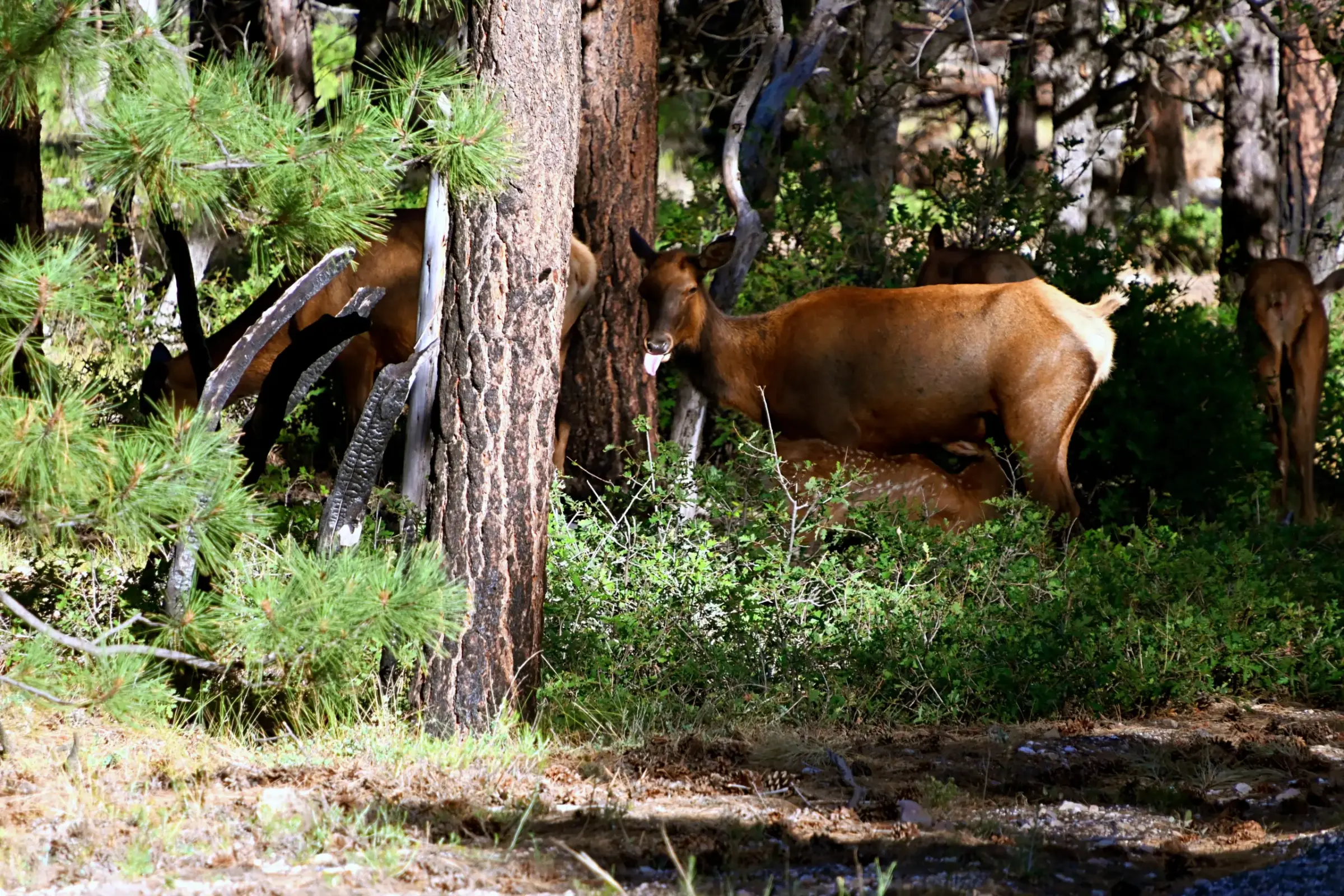 A herd of elk resting in the shade of a pine forest at the Grand Canyon