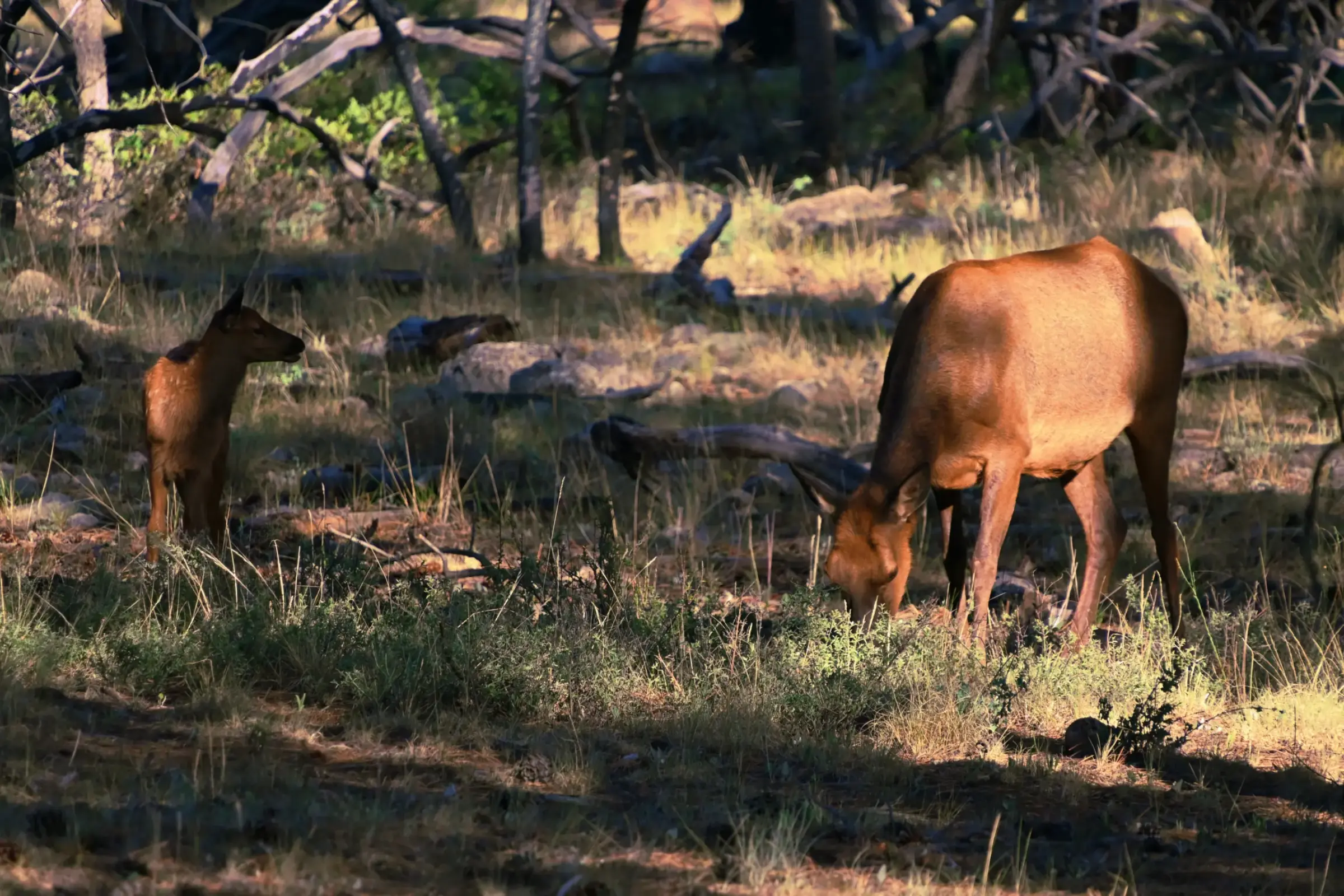 A cow elk grazing beside her calf in the quiet afternoon light in Grand Canyon
