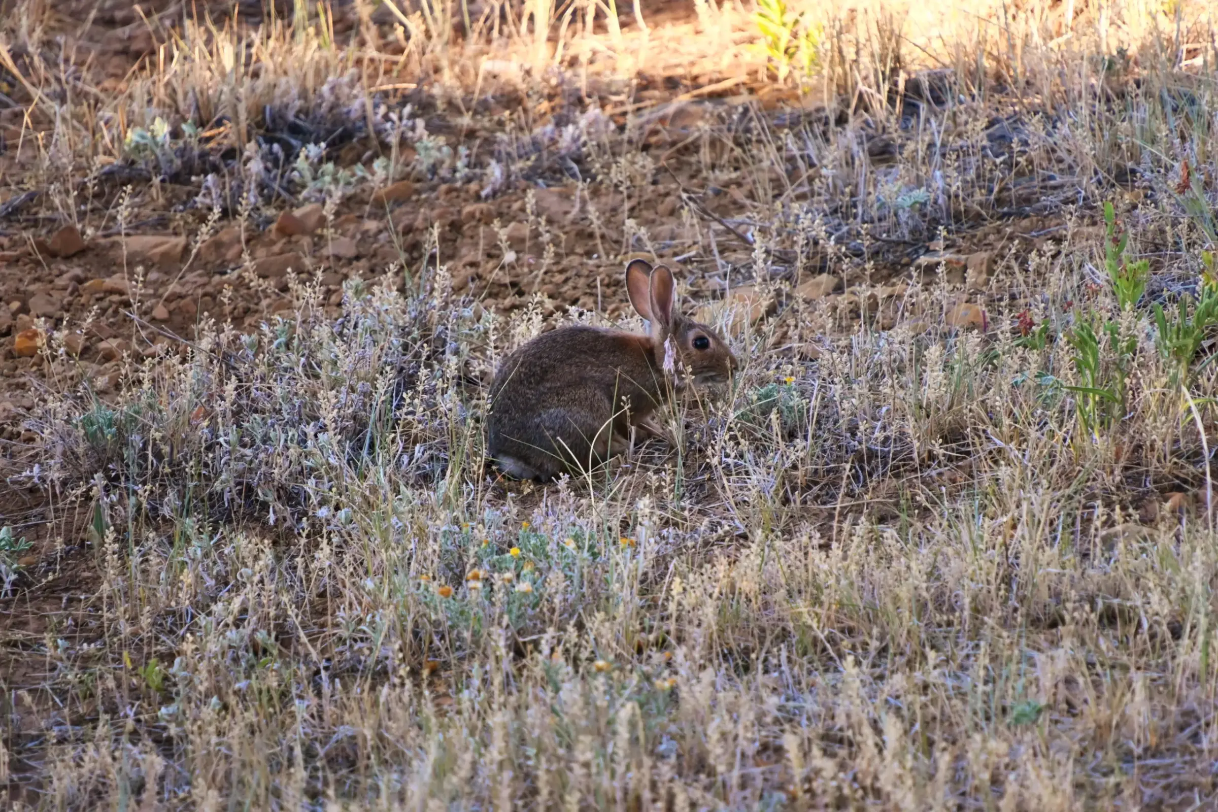 A wild rabbit pausing among the dry grasses and sagebrush