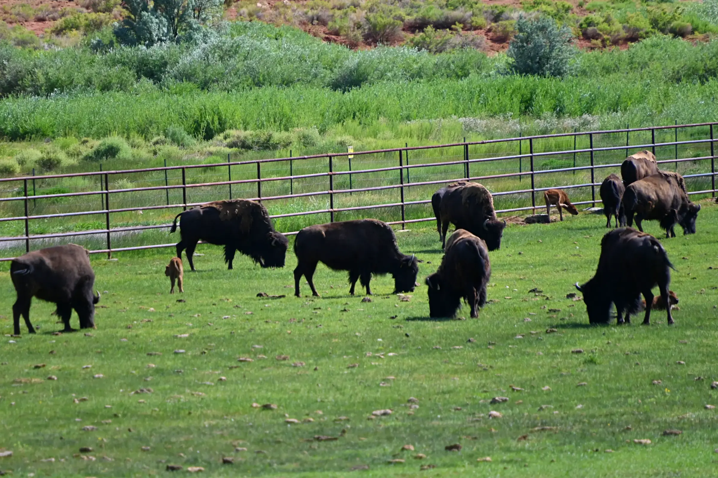 A herd of bison and their calves grazing together in a green pasture