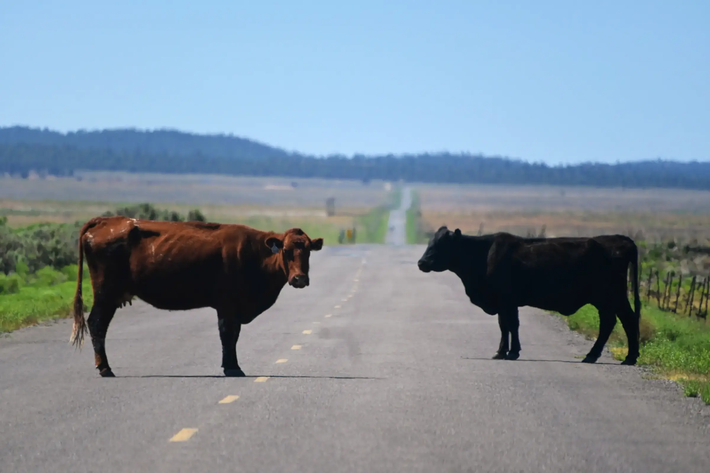 Two curious cattle bringing traffic to a temporary stop on a quiet road
