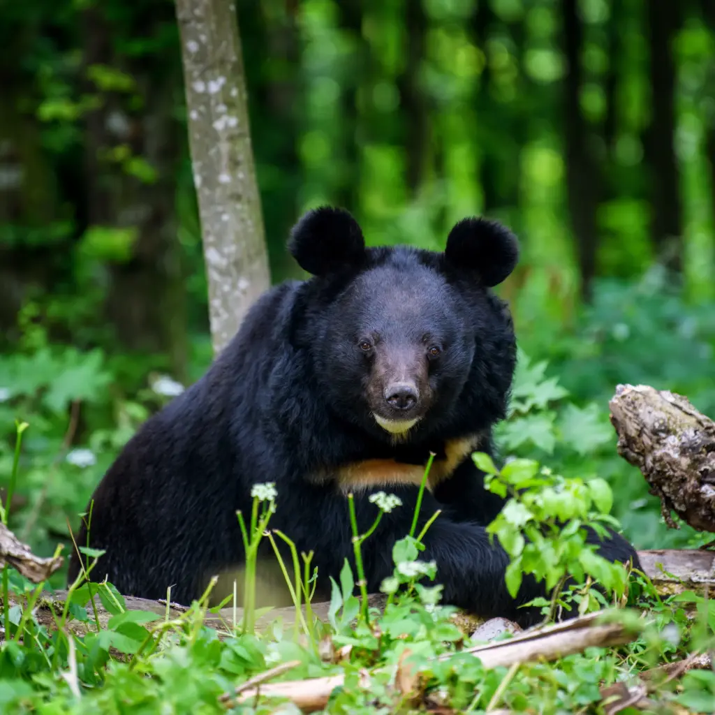 wildlife-conservation-and-animal-welfare