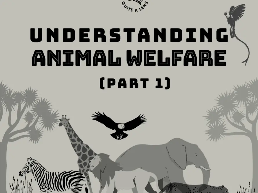 understanding-animal-welfare