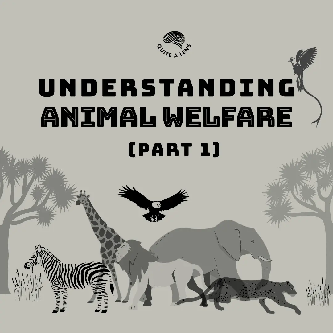 understanding-animal-welfare